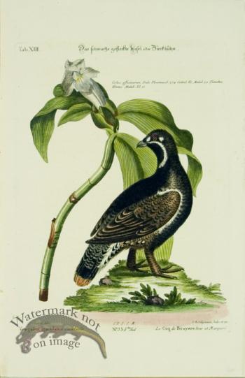 SB 18 Le Coq de Bruyere